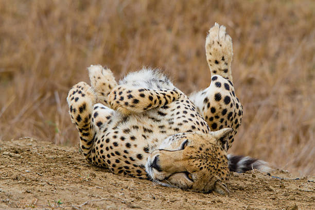 Cheetah resting in a funny position stock photo