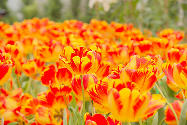 istock Garden tulips colorful background texture 521498920