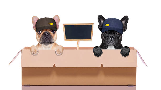 istock moving box couple of dogs 521499110