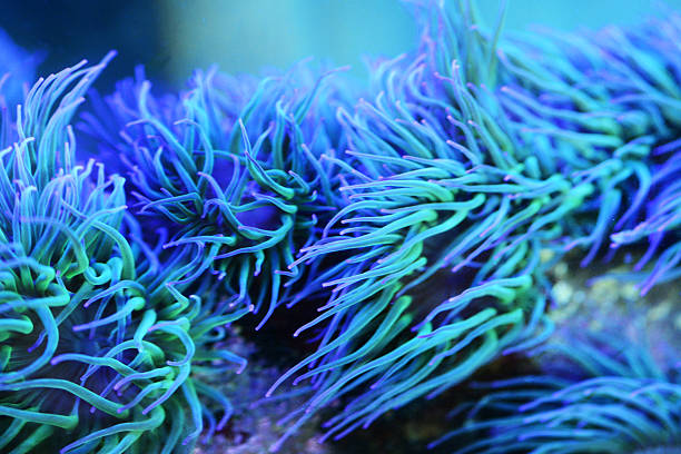 istock Blue and green coral 521499176