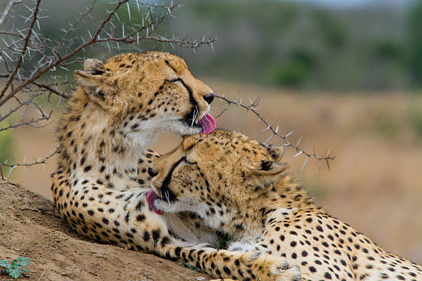 Cheetah cleaning time! stock photo