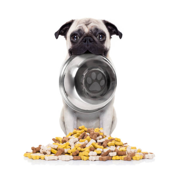 cane affamato con ciotola - dog eating puppy food foto e immagini stock