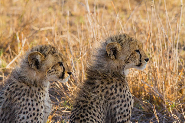 Baby cheetah looking around stock photo