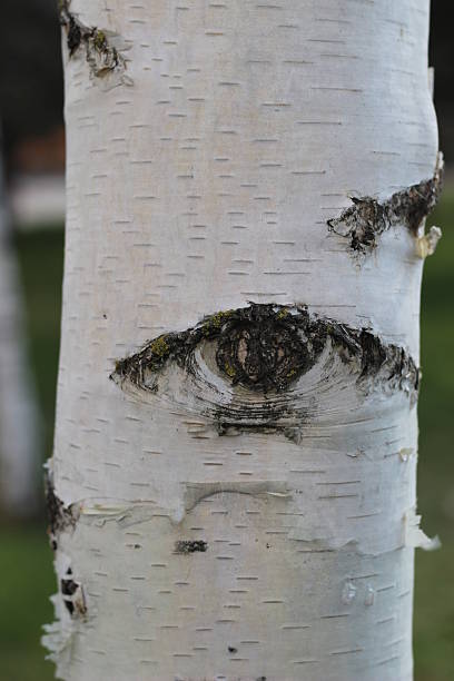 istock Eye on birch. Sight. Eye of tree. 521499394