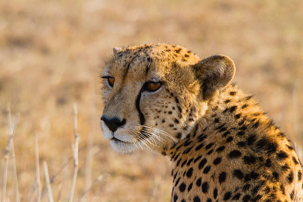 Cheetah looking for a prey by sunset stock photo