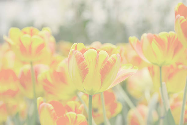 istock Garden tulips colorful background texture 521499856