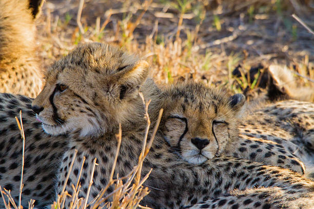 baby cheetah sleeping stock photo