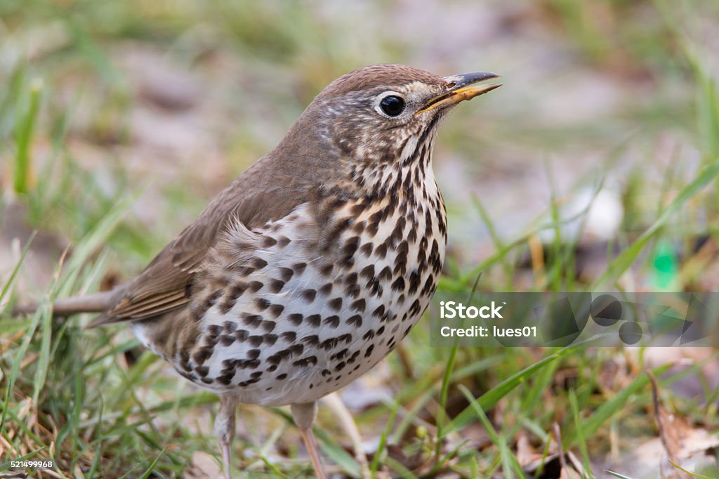 Song Thrush Stock Photo - Download Image Now - Animal, Animal Migration, Animal Wildlife - iStock Song Thrush Stock Photo - Download Image Now - Animal, Animal Migration, Animal Wildlife - iStock