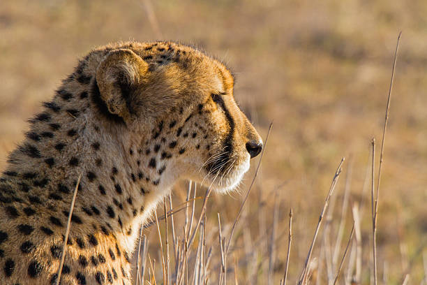 Cheetah looking for a prey by sunset stock photo