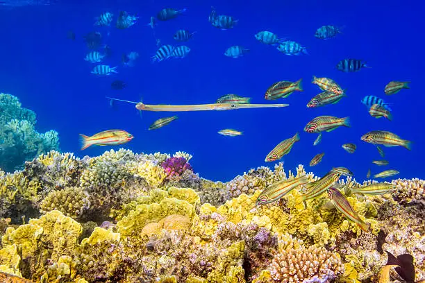 Coral Reef  with School of Klunzinger's wrasse (Thalassoma rueppellii) and Cornetfish in the middle on Red Sea near by Marsa Alam. The wrasses are a family, Labridae, of marine fish, many of which are brightly colored.