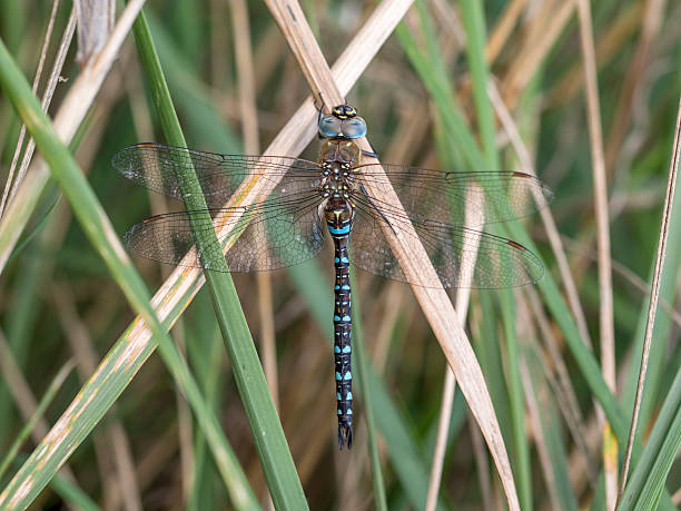 istock Migrant hawker, male, Aeshna mixta 521501284