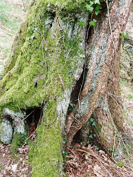 istock tree trunk covered with roots, lichen and moss dead leaves 521502390