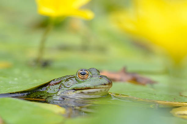 istock Edible frog, Pelophylax esculentus 521502522