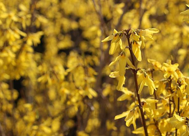 istock Forsythia yellow sprig with yellow flowers in early spring 521502756
