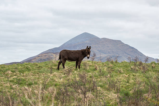 ирландский осел в поле на с горы - croagh patrick стоковые фото и изображения