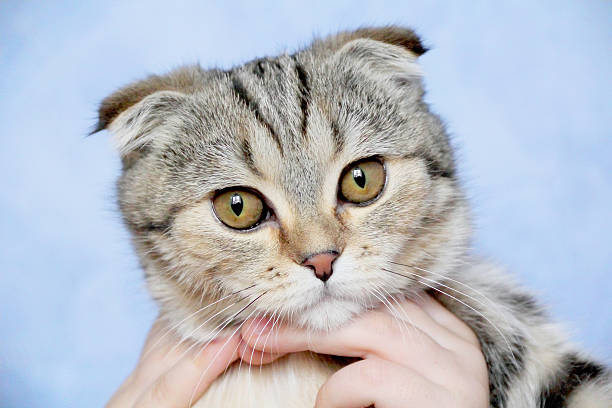 istock Color cat with yellow eyes 521504826
