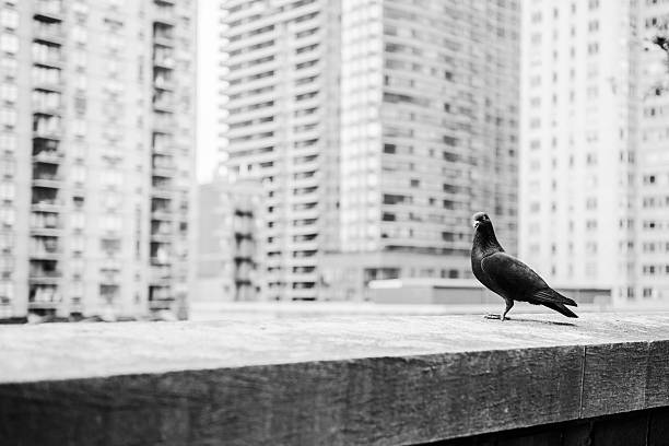 istock pigeon standing on a wall in New York 521505484