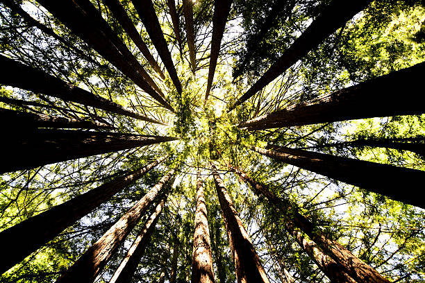 istock Centre of redwood 521506032