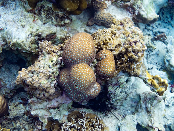 istock Big coral brain stone in lipe sea 521506140