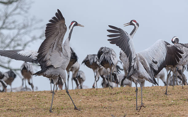 Dance of the common cranes stock photo