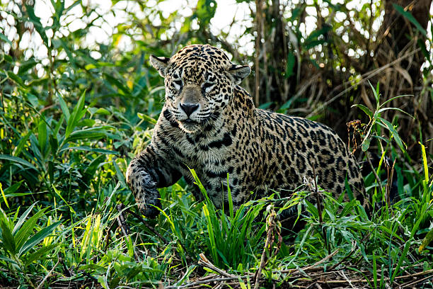 istock Wild Jaguar in Pantanal Brazil 521506660