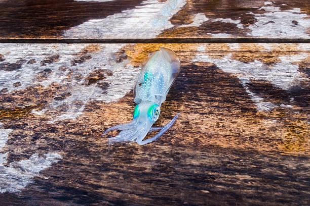 istock Squid clear green eye on wooden boat 521507248