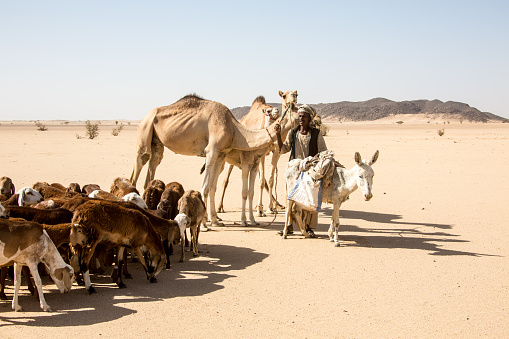 Karima, Sudan - January 26, 2015: Nomads with herd of animals in the desert, Sudan