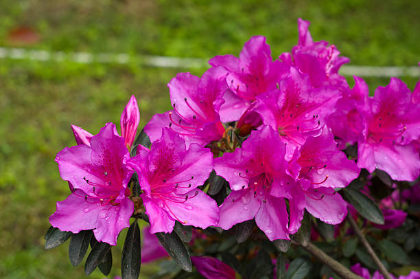 istock Nerium oleander pink flowers close-up 521511939