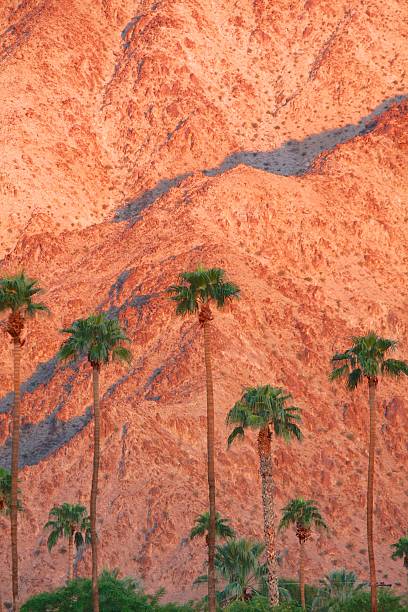 Mountains and Palm Trees in Southern California