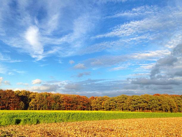 istock Landscape with rapeseed oil field and harvested corn 521512611