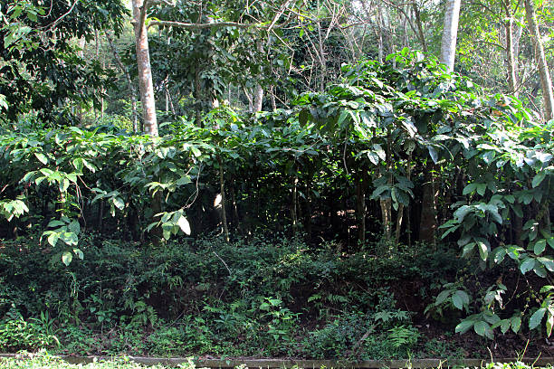 Java Coffee Plantation 1,600+ Coffee Java Stock Photos, Pictures & Royalty-Free Images - iStock