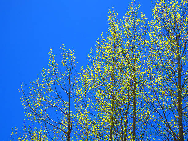 Poplar trees with fresh green leaves create a natural frame around a cloudy sky, capturing the essence of springtime renewal