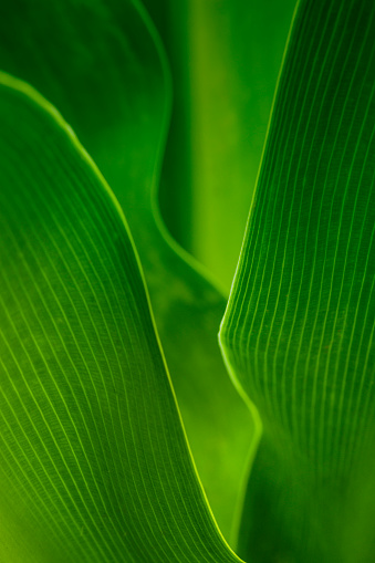 Abstract closeup of flowing ribs and veins on underside of purple coleus leaf suggesting movement.