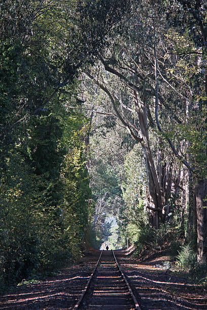 Person Walking on Rail Line Under Eucalyptus Trees stock photo