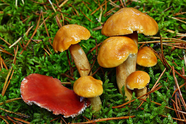 istock Mushrooms suillus bovinus and gomphidius roseus 521515943
