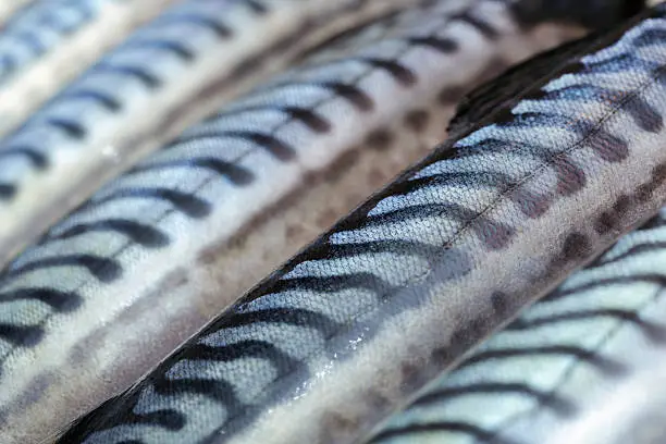 Closeup of several fresh fish mackerels.