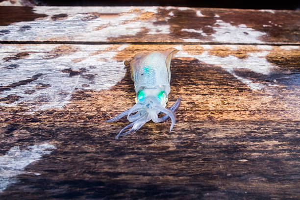 istock Squid clear green eye on wooden boat 521525572
