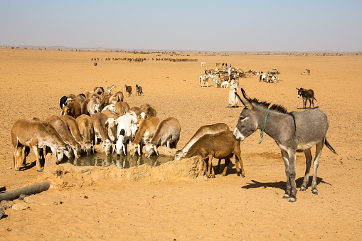 Karima, Sudan - January 26, 2015: Sheep are drinking at the water hole  Sudan