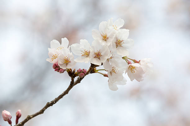 sakura flower stock photo