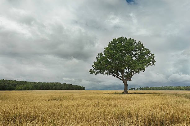 istock Summer landscape with clouds and old oak tree in field 521526236