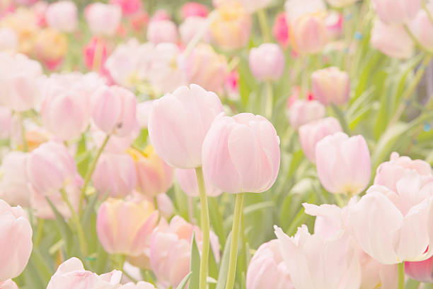 istock Garden tulips colorful background texture 521527236