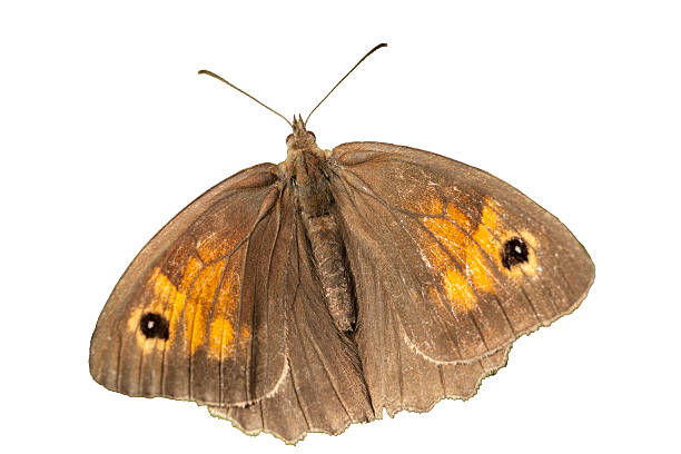 istock Brown butterfly flying isolated on white background, clipping path 521527498