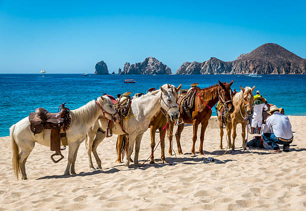 пляж едет на лошади - horseback riding cowboy riding recreational pursuit стоковые фото и изображения