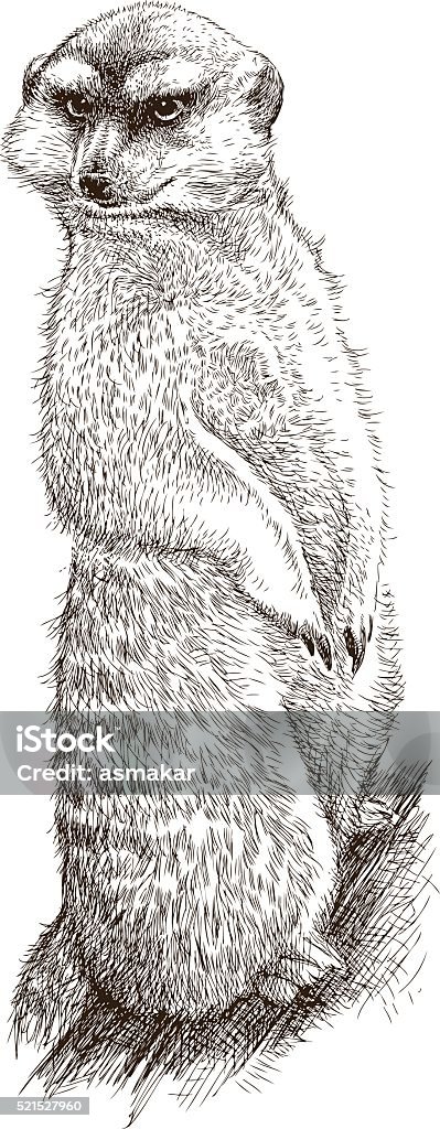 angry mongoose Vector drawing of a serious staring mongoose. Mongoose stock vector