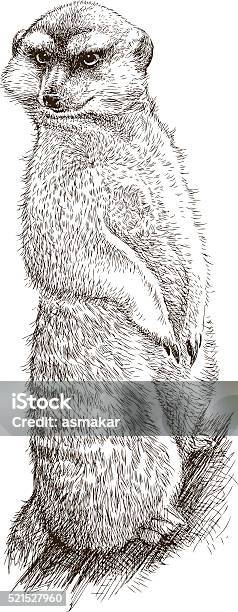 Angry Mongoose Stock Illustration - Download Image Now - Mongoose, Animal Body Part, Animal Hair