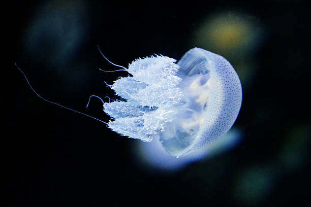 istock jellyfish (Rhizostoma pulmo) floating in deep sea 521528466