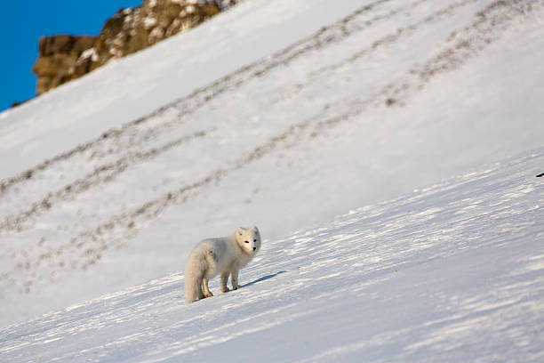 branco raposa ártica andar na neve - snow white animal arctic fox imagens e fotografias de stock