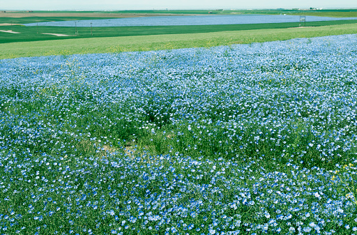 Spring fields of flax and cereal plant in rural Oregon