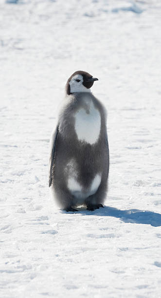 istock Moulting Emperor Penguin 521532862