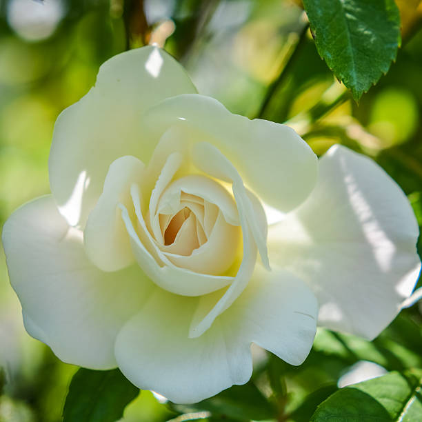 istock elegant white rose with soft pink yellow heart 521532888